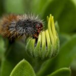 caterpillar, insect, larva, white cedar moth, moth, nature, garden, spring, caterpillar, caterpillar, caterpillar, caterpillar, caterpillar, moth